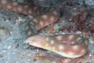 IMG_1244wa.jpg