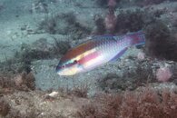 IMG_1313wa.jpg