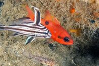 IMG_1339wa.jpg