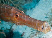 Trumpetfish-CA077444-Edit-L.jpg