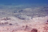 IMG_1415wa.jpg