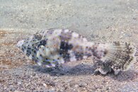 IMG_1423wa.jpg