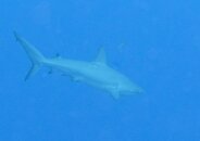 Young Reef Shark.jpg