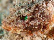 MushroomScorpionfish-eye-L.jpg