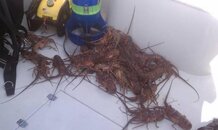 bugs2.jpg bugs2.jpg