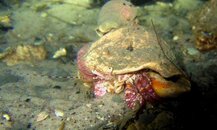 Andrews Hermit Crab.jpg