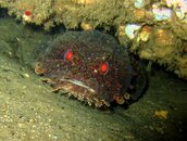 Andrews Toadfish 1.jpg