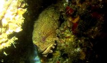 Andrews Toadfish 2.jpg