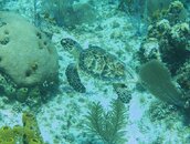 Young Hawksbill.jpg