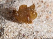 DwarfFrogfish-CA239887-Edit-L.jpg