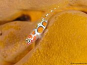 OrangeSidedGoby-CA255964-Edit-L.jpg