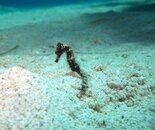 seahorse.jpeg