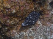 Spotted Moray.jpg