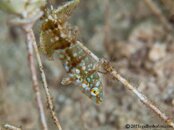 DwarfWrasse-juvenile-P1162688-L.jpg