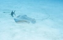 Southern Stingray 2.jpg