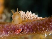 PauleoJubatus-shell-CA158480-L.jpg