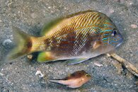 IMG_2766wa blue brown and yellows.jpg