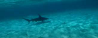 shark in bahamas.png