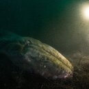 30HS-tb-whalefall-02-wlzf-mobileMasterAt3x.jpg