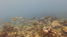 MICR0392.JPG