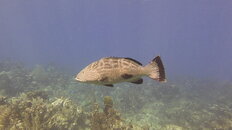MICR0504.JPG