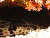 Epaulette (walking) Shark.JPG