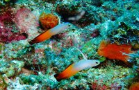 Fire dartfish.JPG