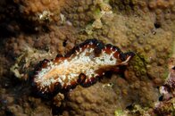 Flatworm.JPG