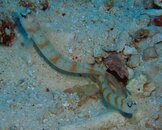 Goby Fish & Pistol Shrimp.JPG