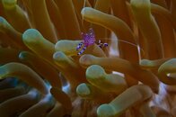Yellow Spotted Anemone Shrimp.JPG