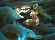 P4090729 crab.jpg