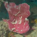P4100214 purp leaffish.jpg
