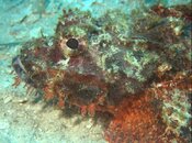 P4100071 scorpionfish closer.jpg