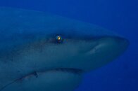 Bull Shark Closeup.JPG
