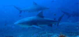 Shark Dive.JPG