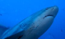 Beqa Bull Shark.JPG