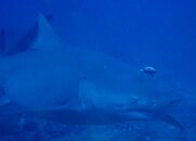 Sickle Fin Lemon Shark.JPG