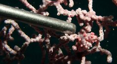 Pygmy seahorse.JPG
