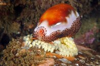 cowrie.jpg