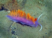 nudi6.jpg