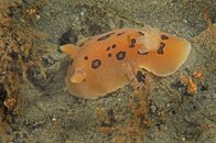 nudi7.jpg