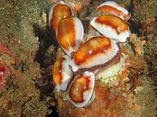cowries.jpg