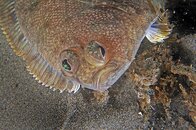flatfish.jpg