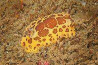 nudi5.jpg