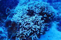 Dead Coral in Cozumel.JPG