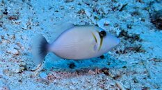 White Fish.JPG