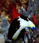 Nudibranch.JPG