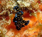 Painted Frogfish.JPG