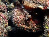 Pink Frogfish.JPG
