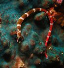 Pipefish-1.JPG